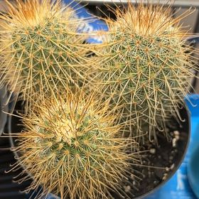 Photo of the plant species Mammillaria magnifica by @AbleSeaaster18 named Russell on Greg, the plant care app