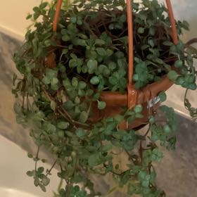 Plant care for Friendship Plant on Greg, the plant care app