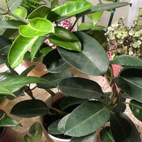 Photo of the plant species Stephanotis by @IntegralGreen82 named Emerson on Greg, the plant care app