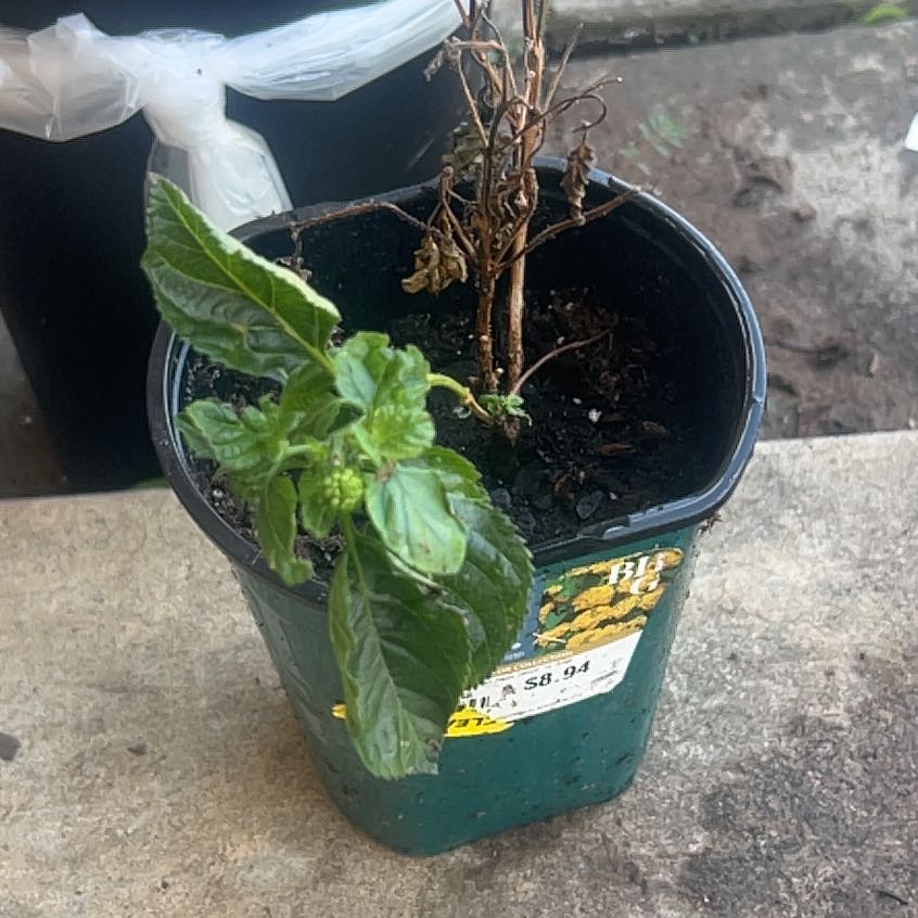 Photo of the plant species Irene Lantana by @LovingPansy98 named Planty on Greg, the plant care app