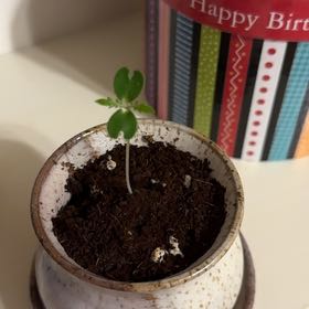 Photo of the plant species Jacaranda by @GuardianCarrot6 named Eva on Greg, the plant care app