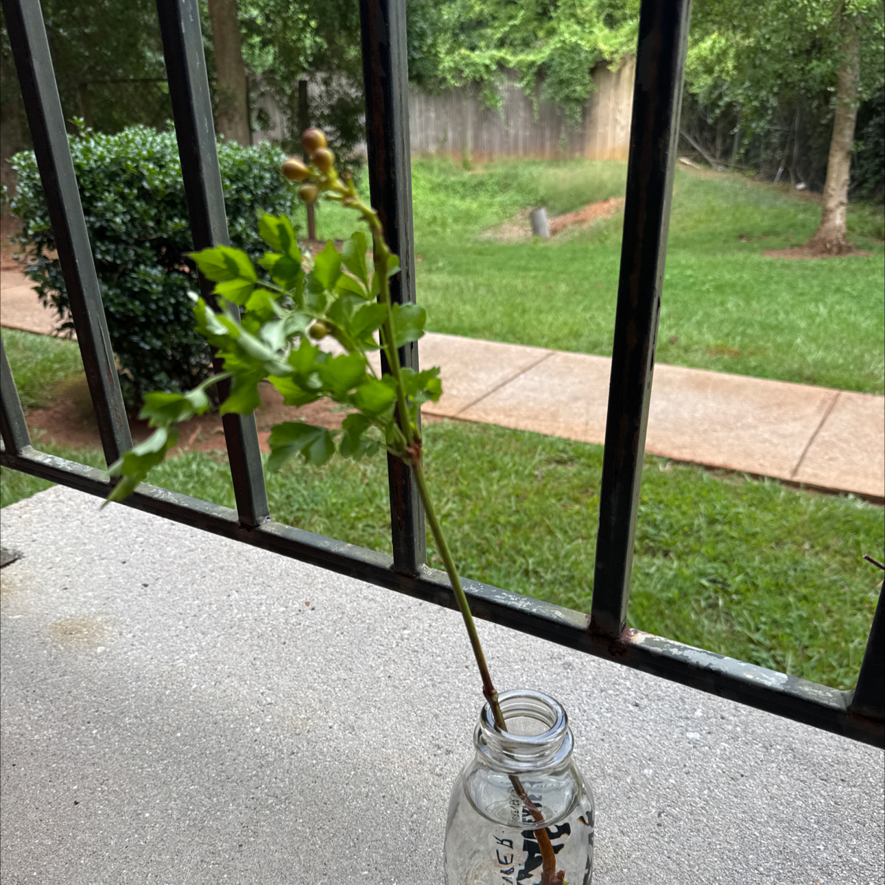 Photo of the plant species Hummingbird Vine by @GuardianCarrot6 named Athena on Greg, the plant care app