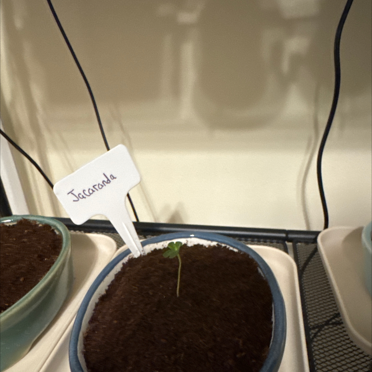 Photo of the plant species Jacaranda by @GuardianCarrot6 named Dax on Greg, the plant care app