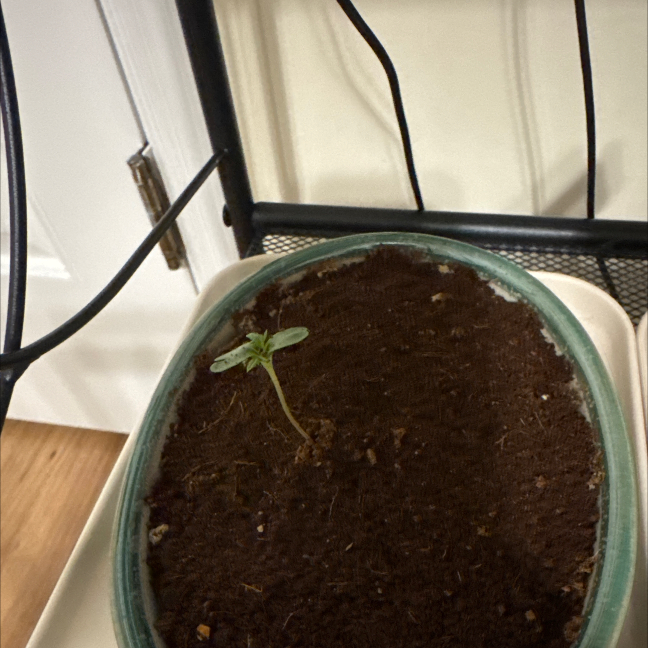 Photo of the plant species Jacaranda by @GuardianCarrot6 named Bella on Greg, the plant care app