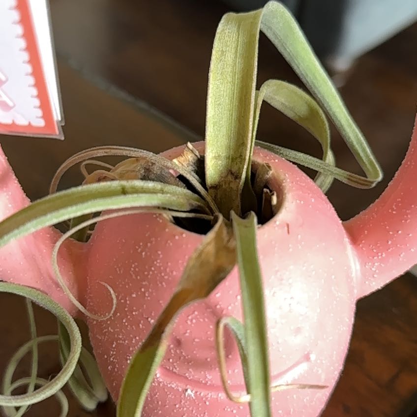 Photo of the plant species Curly Slim Air Plant by @PoeticOlneya1 named Lola on Greg, the plant care app