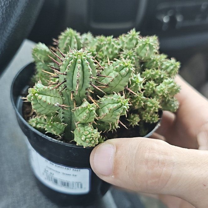 Photo of the plant species Euphorbia 'Green Elf' by @GrandStarbearer named Remington on Greg, the plant care app