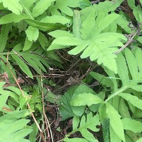 Photo of the plant species Sensitive Fern by @NeatAchiote71 named Aria on Greg, the plant care app