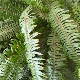 Photo of the plant species Western Swordfern by @ProAnacua10 named Harmony on Greg, the plant care app