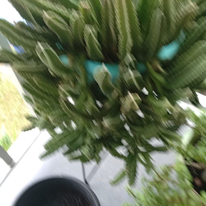 Photo of the plant species Green Sea Fingers by @JazzyCatthyme84 named Kobe on Greg, the plant care app