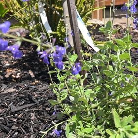 Photo of the plant species Hummingbird Mint by @YouthfulCorncob named Khaleesi on Greg, the plant care app