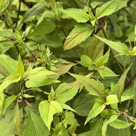 Photo of the plant species Cat's Whiskers by @KeyCoralvine17 named Planty on Greg, the plant care app