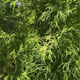 Photo of the plant species Atlantic White Cedar by @KeyCoralvine17 named Tupot amaroot on Greg, the plant care app