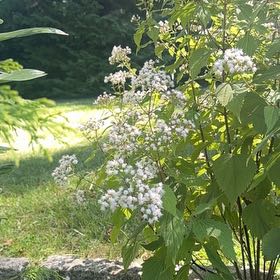 Photo of the plant species Richweed by @KeyCoralvine17 named Delilah on Greg, the plant care app