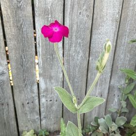 Photo of the plant species Rose Campion by @KeyCoralvine17 named Kylie on Greg, the plant care app