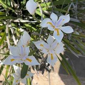Photo of the plant species Dietes Grandiflora by @SisterlyRuby named Mochi on Greg, the plant care app