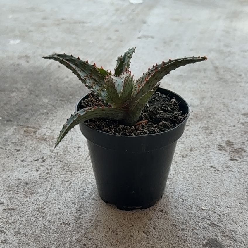Photo of the plant species Aloe Hybrid by @DeftBeech10 named Rosa on Greg, the plant care app