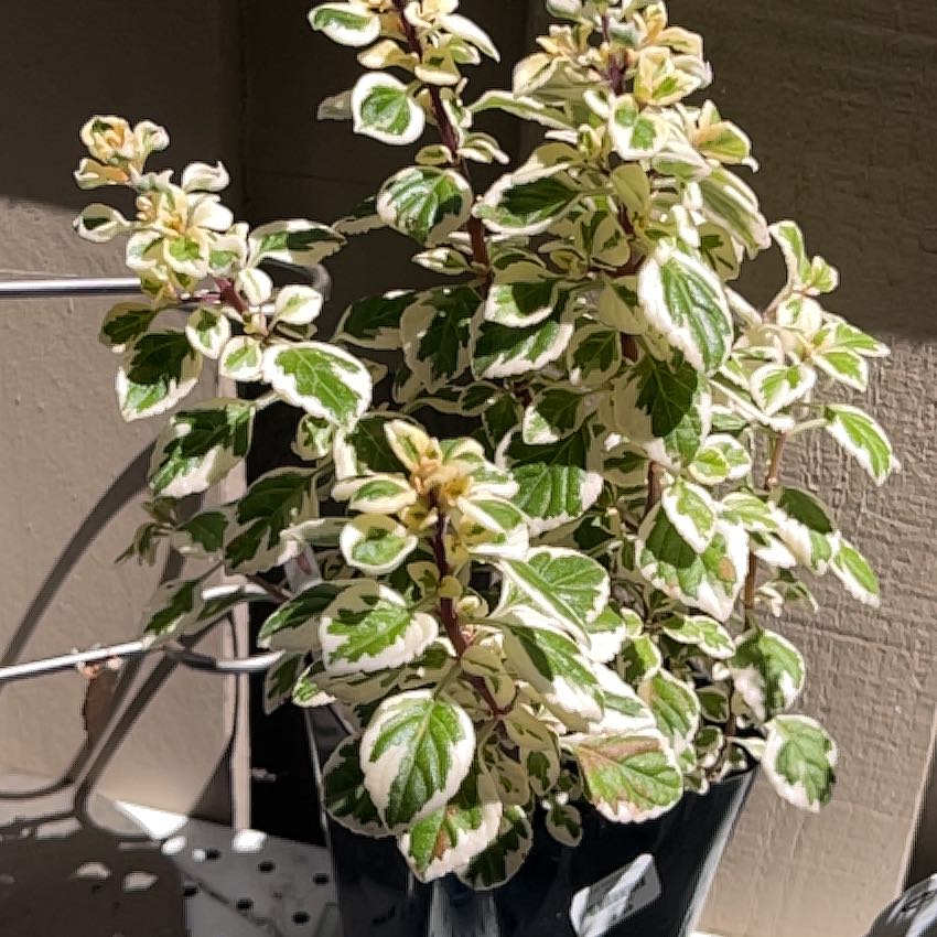 Photo of the plant species Hemizygia by @SlickJonquil15 named Ulysses S Plant on Greg, the plant care app