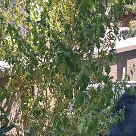 Photo of the plant species Sacred Flower of the Incas by @SlickJonquil15 named Michelle Branch on Greg, the plant care app