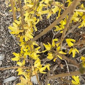 Photo of the plant species Border Forsythia by @AproposRedlion named Luna on Greg, the plant care app