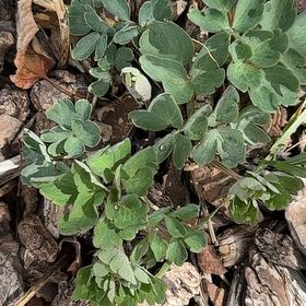 Photo of the plant species Plectranthus Neochilus by @AproposRedlion named Nithin on Greg, the plant care app