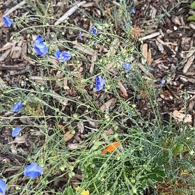 Photo of the plant species Dwarf Morning-Glory by @AproposRedlion named Prince on Greg, the plant care app