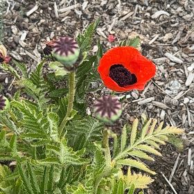 Photo of the plant species Oriental Poppy by @AproposRedlion named Elle on Greg, the plant care app