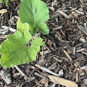 Photo of the plant species Lesser Burrdock by @AproposRedlion named Bieber on Greg, the plant care app