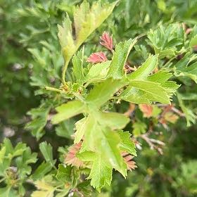 Photo of the plant species Midland Hawthorn by @AproposRedlion named Osmo on Greg, the plant care app