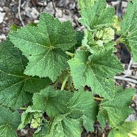 Photo of the plant species Common Hollyhock by @AproposRedlion named Foxxy on Greg, the plant care app