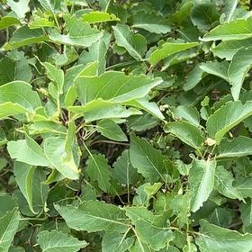 Photo of the plant species Common Persimmon by @AproposRedlion named Bruce Lee on Greg, the plant care app