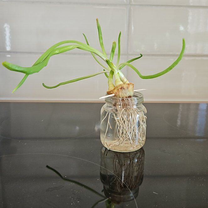 Photo of the plant species Red Onion by @GoodPinkpoui8 named Sproutacus on Greg, the plant care app