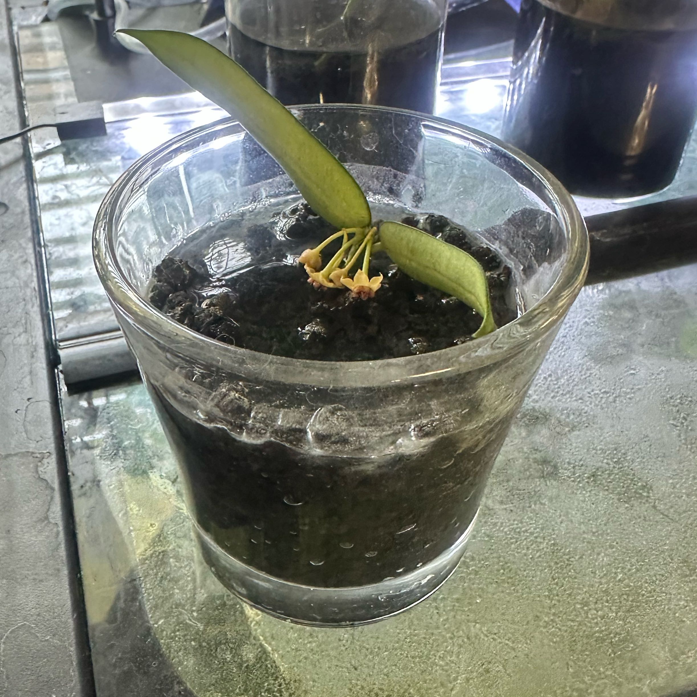 Photo of the plant species Hoya pandurata by @BonusAnthemis named Gaga on Greg, the plant care app