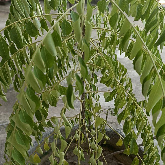 Photo of the plant species Kentucky Coffee Tree by @FitChosmo25 named Ulysses S Plant on Greg, the plant care app