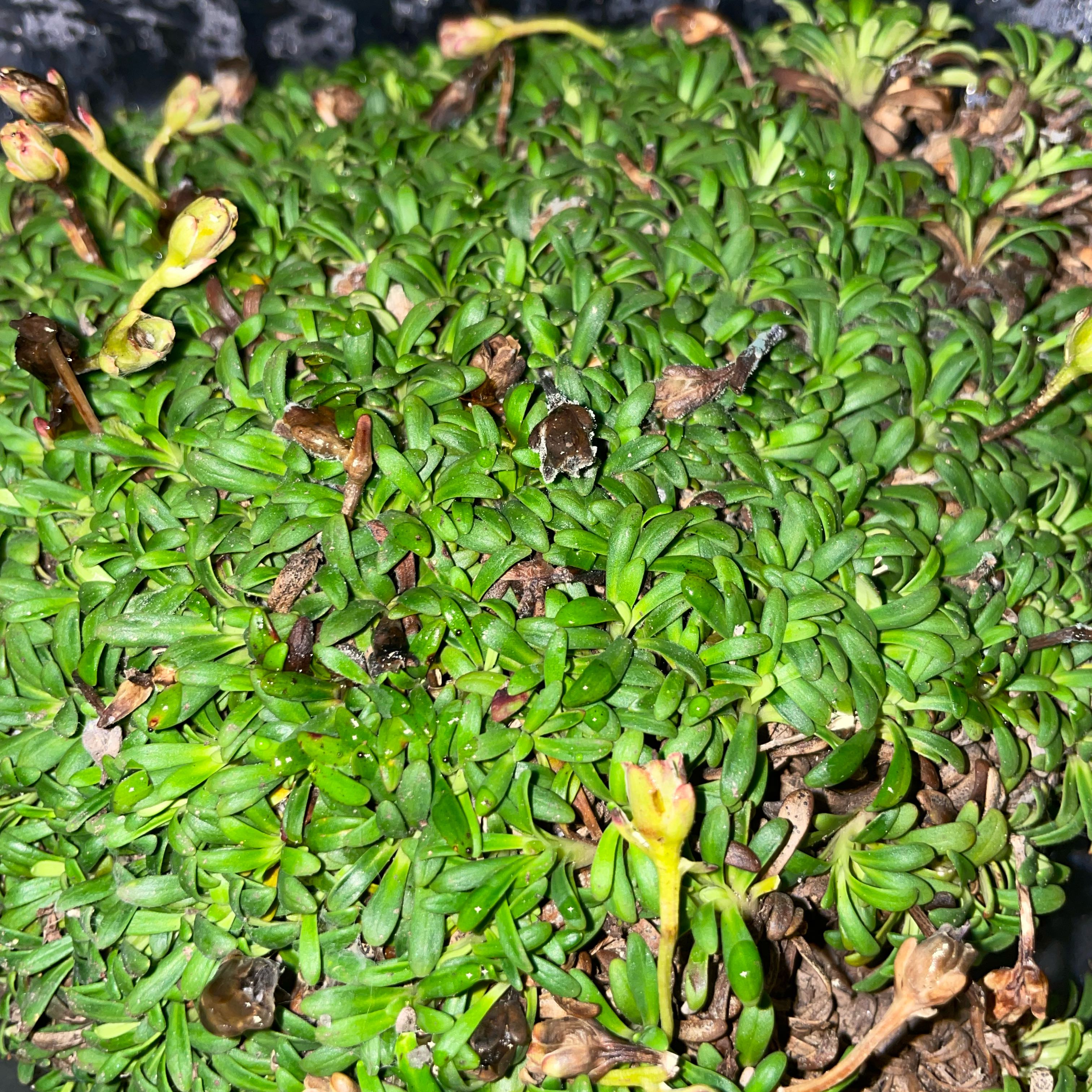 Plant care for Beetleweed on Greg, the plant care app