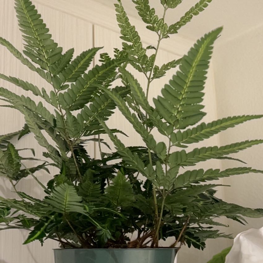 Photo of the plant species East Indian Holly Fern by @PetTinybluet12 named Daphne on Greg, the plant care app