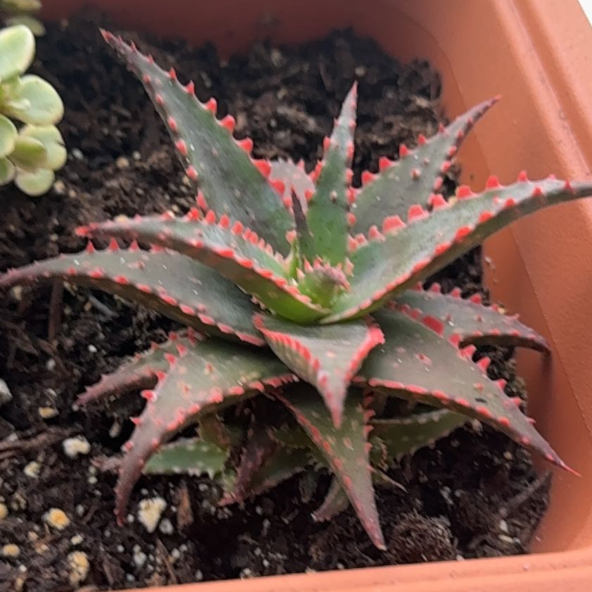 Photo of the plant species christmas carol by @Colt_theGrower named Zesty on Greg, the plant care app