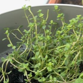 Photo of the plant species Lemon Thyme by @Colt_theGrower named Clock it (thyme) on Greg, the plant care app