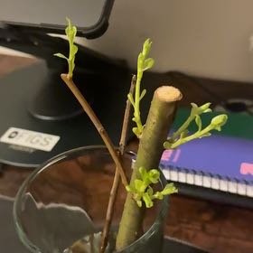 Photo of the plant species White Willow by @Colt_theGrower named Whitey 6 on Greg, the plant care app