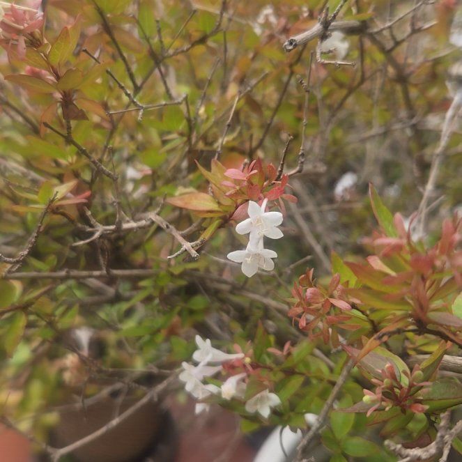 Photo of the plant species Mountain Azalea by @BigShangrila41 named Khaleesi on Greg, the plant care app