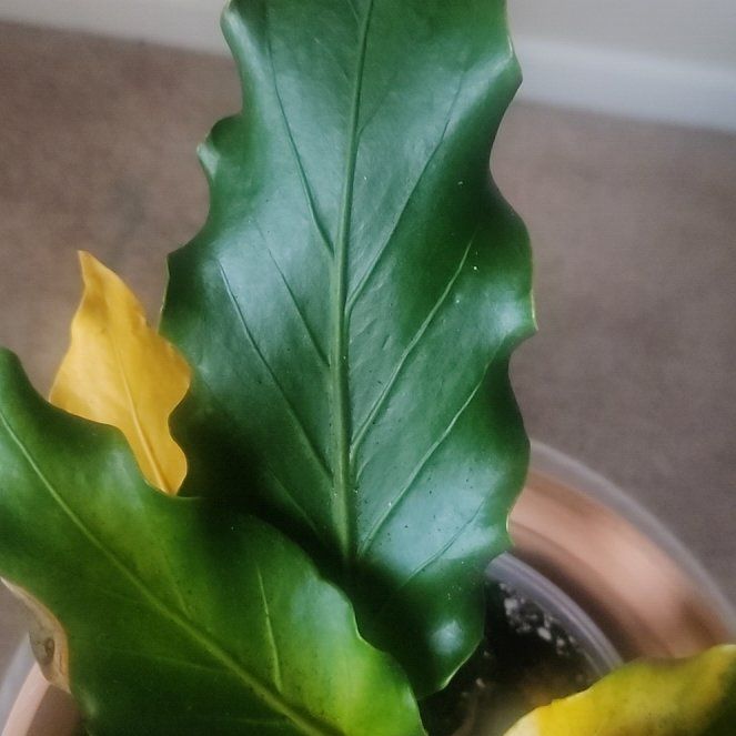 Photo of the plant species Anthurium Fruffles by @VocalDaffodil38 named Sigmund on Greg, the plant care app