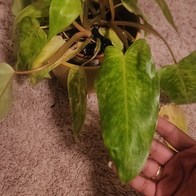 Photo of the plant species Variegated Philodendron hastatum by @VocalDaffodil38 named Zion on Greg, the plant care app