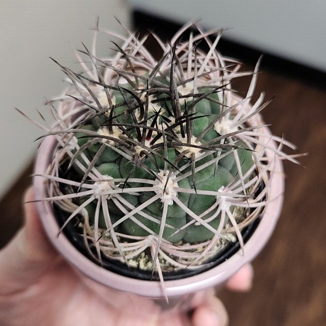 Photo of the plant species Giant Chin Cactus by @FitAmbrosina87 named Fernie Saunders on Greg, the plant care app