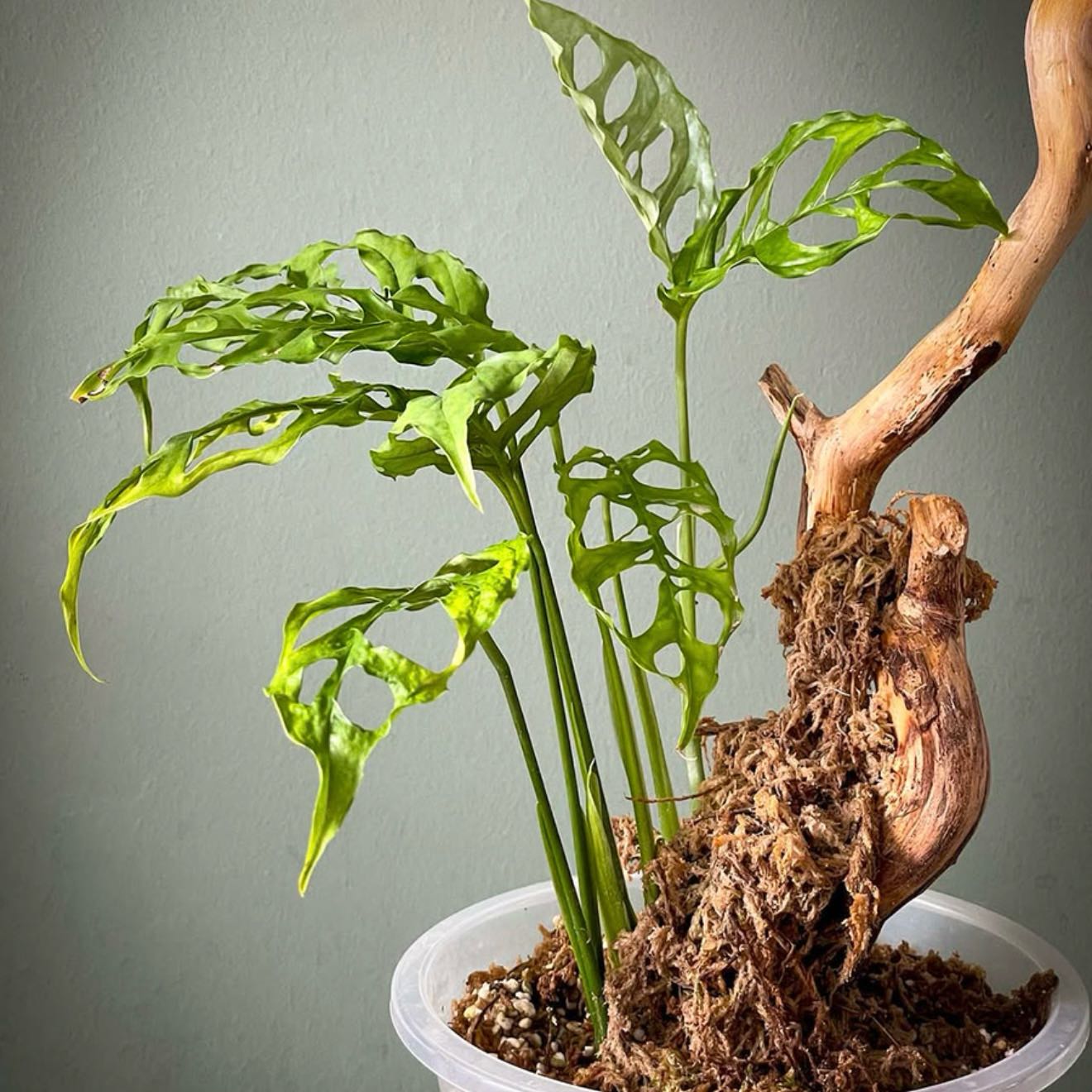 Photo of the plant species Anthurium pendulifolium by @SmileyDill49 named Austen on Greg, the plant care app