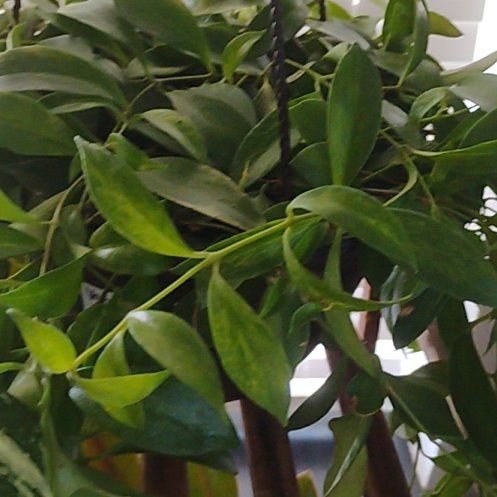 Photo of the plant species Variegated Lipstick Vine by @FunnyHope2 named Bigleef Smalls on Greg, the plant care app
