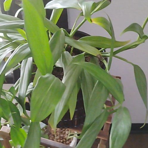 Photo of the plant species Philodendron Silver Dust by @FunnyHope2 named Tree Diddy on Greg, the plant care app