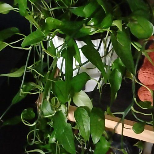 Photo of the plant species Philodendron 'Skeleton Key' by @FunnyHope2 named Sage on Greg, the plant care app