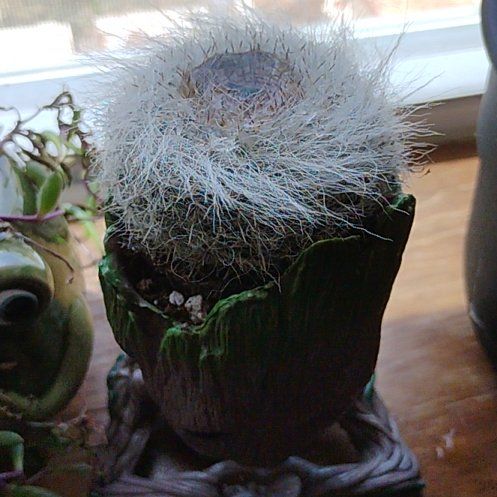 Photo of the plant species Mammilloydia by @FunnyHope2 named Fernie Mac on Greg, the plant care app