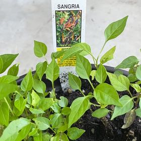 Photo of the plant species Salvia 'Sangria' by @PerkyBiancini81 named Miley on Greg, the plant care app