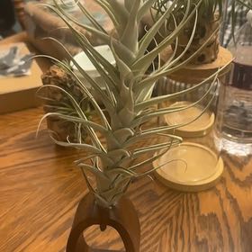 Photo of the plant species Albida Minor Air Plant by @WizardNoblefir8 named Mando on Greg, the plant care app
