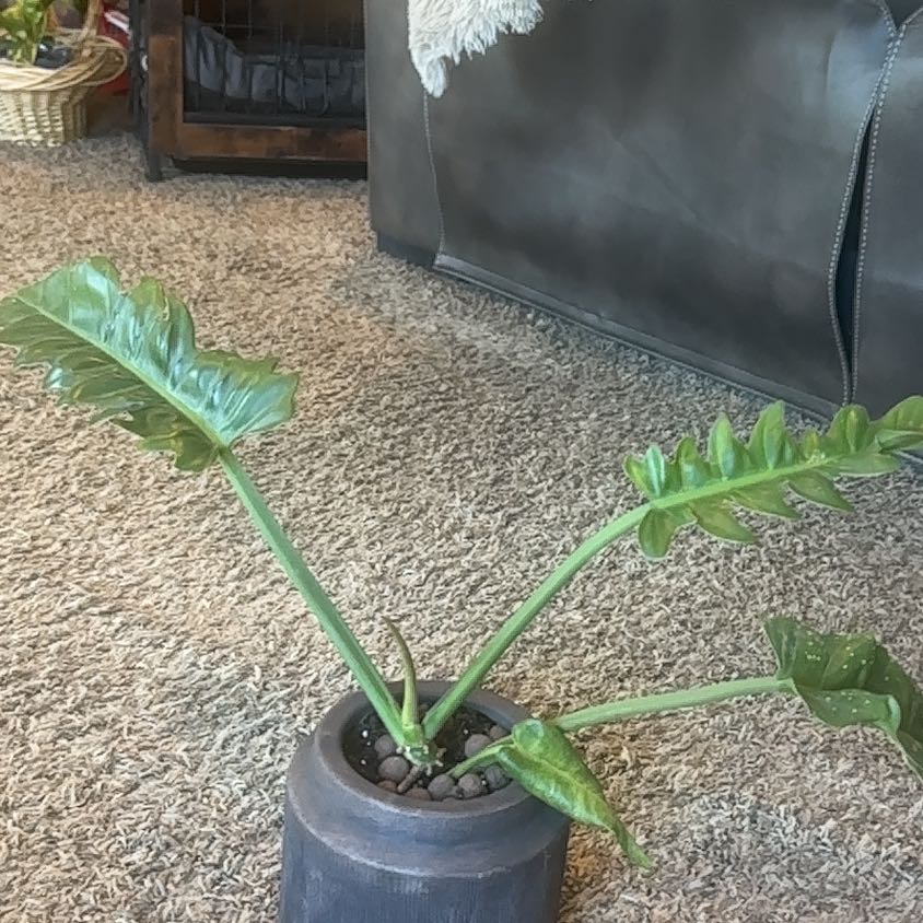 Photo of the plant species Philodendron Jungle Boogie by @WizardNoblefir8 named Taylor Swift on Greg, the plant care app